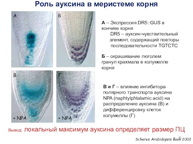 Scheres Arabidopsis Book 2002 + NPA + NPA А Б В Г А