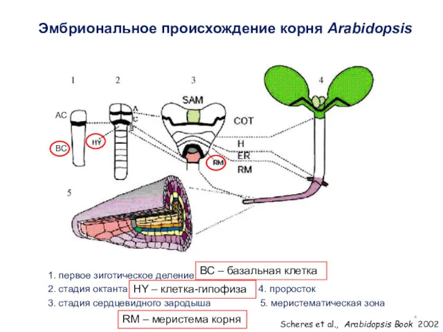 Эмбриональное происхождение корня Arabidopsis 1. первое зиготическое деление 2. стадия октанта 4. проросток