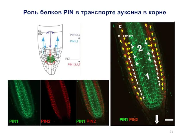Роль белков PIN в транспорте ауксина в корне PIN1 PIN2 PIN1 PIN2