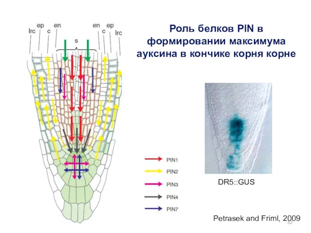 Petrasek and Friml, 2009 Роль белков PIN в формировании максимума ауксина в кончике корня корне DR5::GUS