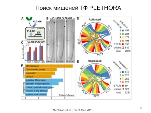 Поиск мишеней ТФ PLETHORA Santuiari et al., Plant Cell 2016