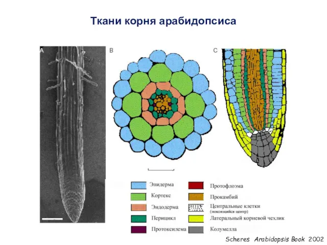 Ткани корня арабидопсиса Scheres Arabidopsis Book 2002