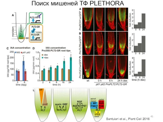 Поиск мишеней ТФ PLETHORA Santuiari et al., Plant Cell 2016