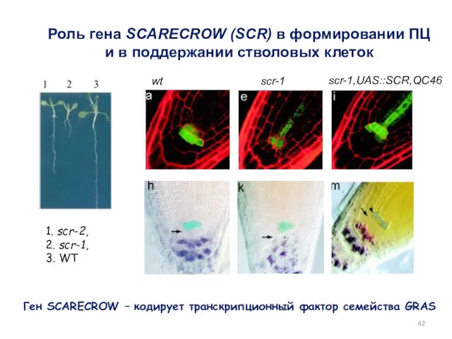 scr-1 wt Роль гена SCARECROW (SCR) в формировании ПЦ и в поддержании стволовых