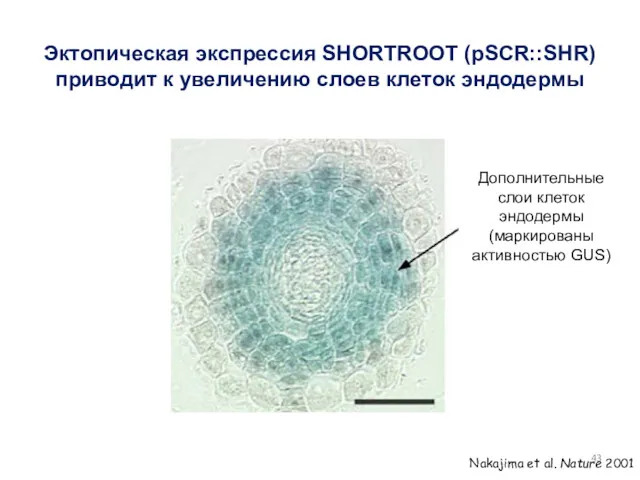 Эктопическая экспрессия SHORTROOT (pSCR::SHR) приводит к увеличению слоев клеток эндодермы Дополнительные слои клеток