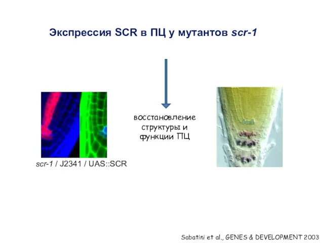 Экспрессия SCR в ПЦ у мутантов scr-1 восстановление структуры и функции ПЦ Sabatini