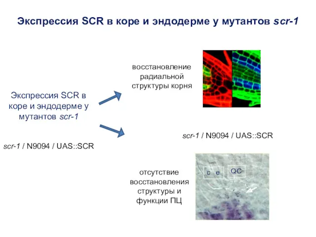 scr-1 / N9094 / UAS::SCR Экспрессия SCR в коре и эндодерме у мутантов