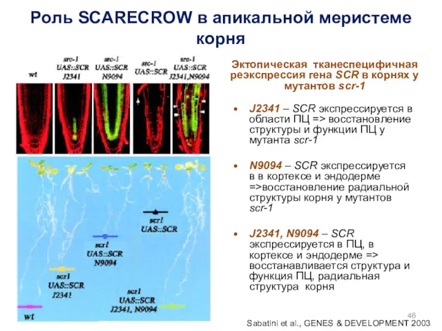 Роль SCARECROW в апикальной меристеме корня J2341 – SCR экспрессируется в области ПЦ