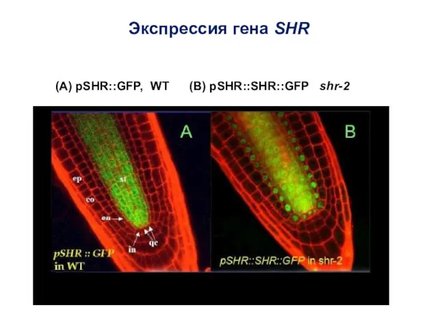 Экспрессия гена SHR (А) pSHR::GFP, WT (В) pSHR::SHR::GFP shr-2