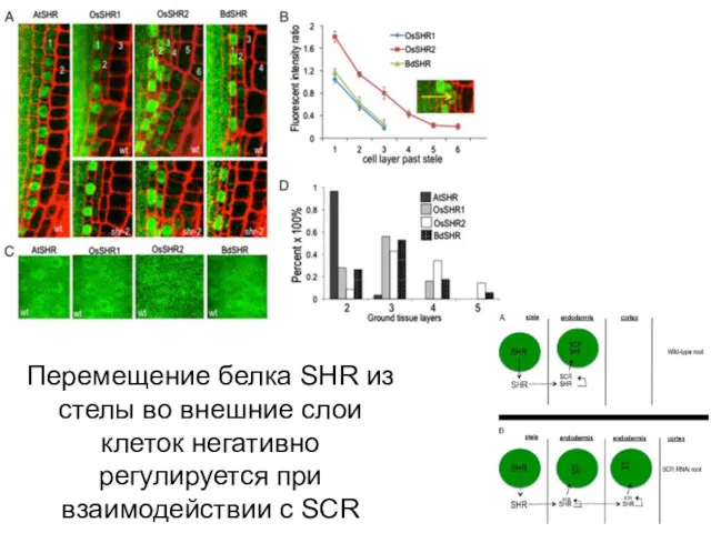 Перемещение белка SHR из стелы во внешние слои клеток негативно регулируется при взаимодействии с SCR