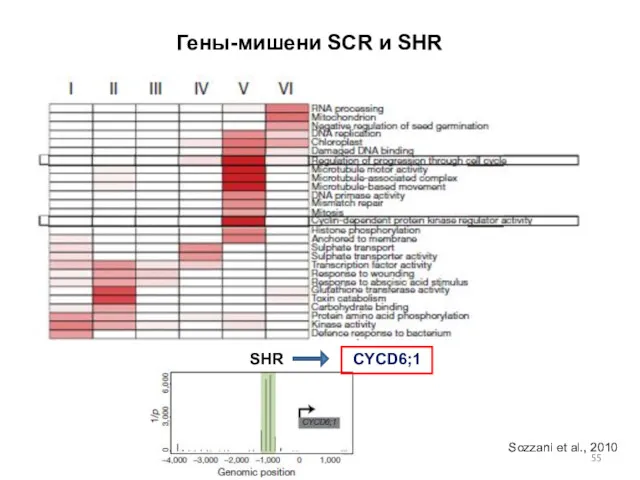 Гены-мишени SCR и SHR Sozzani et al., 2010 CYCD6;1 SHR