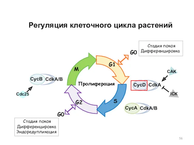Регуляция клеточного цикла растений
