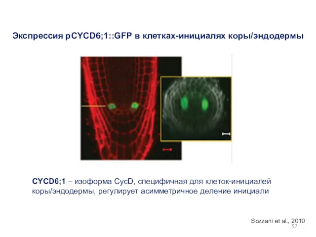 Экспрессия pCYCD6;1::GFP в клетках-инициалях коры/эндодермы CYCD6;1 – изоформа СycD, специфичная для клеток-инициалей коры/эндодермы,