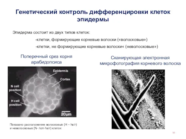 Генетический контроль дифференцировки клеток эпидермы Поперечный срез корня арабидопсиса Сканирующая электронная микрофотография корневого