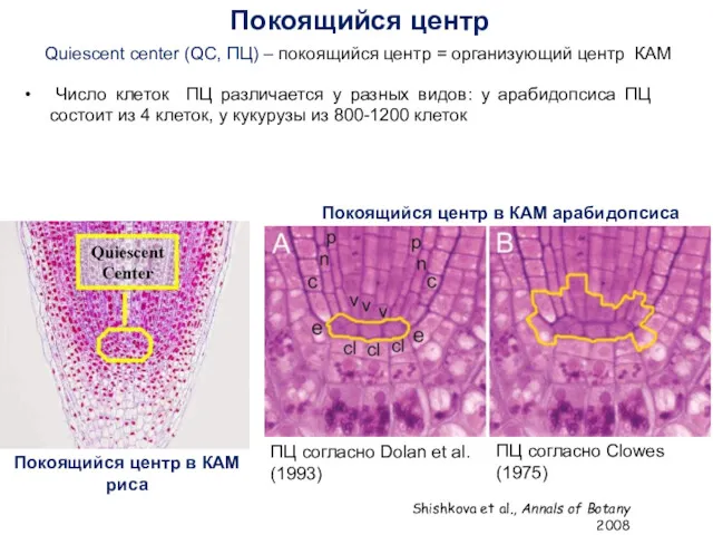 Число клеток ПЦ различается у разных видов: у арабидопсиса ПЦ состоит из 4