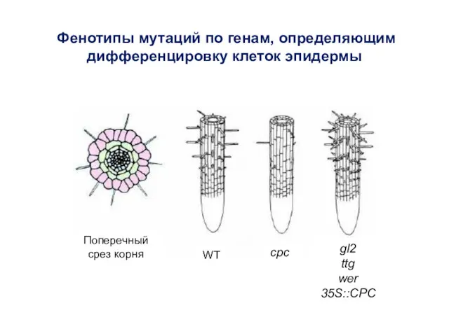 Фенотипы мутаций по генам, определяющим дифференцировку клеток эпидермы WT gl2 ttg wer 35S::CPC