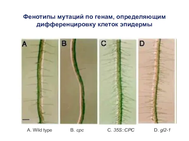 Фенотипы мутаций по генам, определяющим дифференцировку клеток эпидермы A. Wild type B. cpc