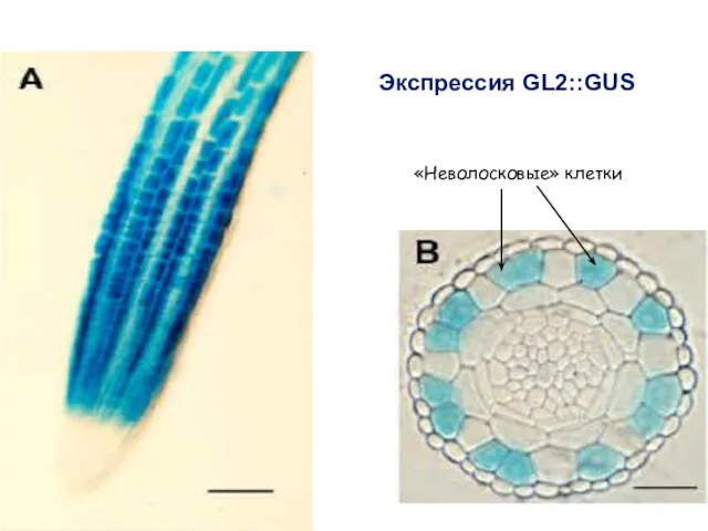 Экспрессия GL2::GUS «Неволосковые» клетки