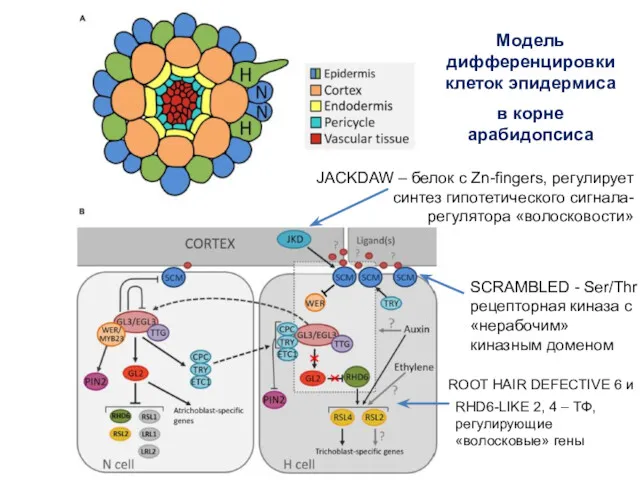 Модель дифференцировки клеток эпидермиса в корне арабидопсиса JACKDAW – белок с Zn-fingers, регулирует
