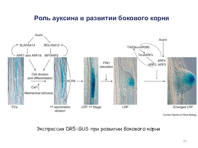 Экспрессия DR5::GUS при развитии бокового корня Роль ауксина в развитии бокового корня