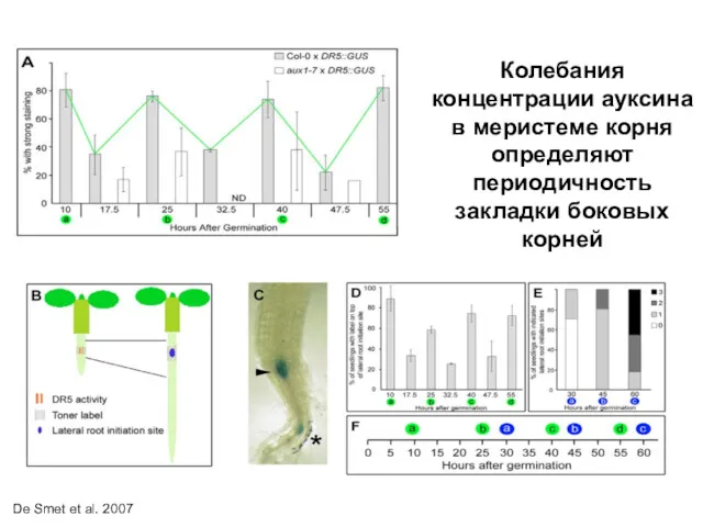 Колебания концентрации ауксина в меристеме корня определяют периодичность закладки боковых корней De Smet et al. 2007