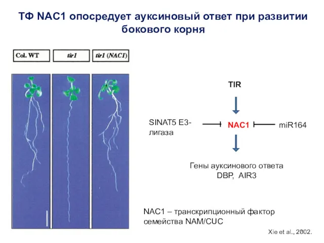 ТФ NAC1 опосредует ауксиновый ответ при развитии бокового корня Гены ауксинового ответа DBP,