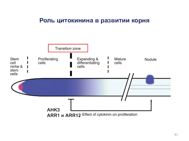 AHK3 ARR1 и ARR12 Роль цитокинина в развитии корня
