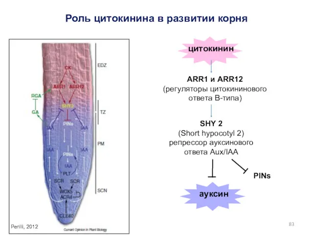 Роль цитокинина в развитии корня цитокинин Perilli, 2012 ARR1 и ARR12 (регуляторы цитокининового