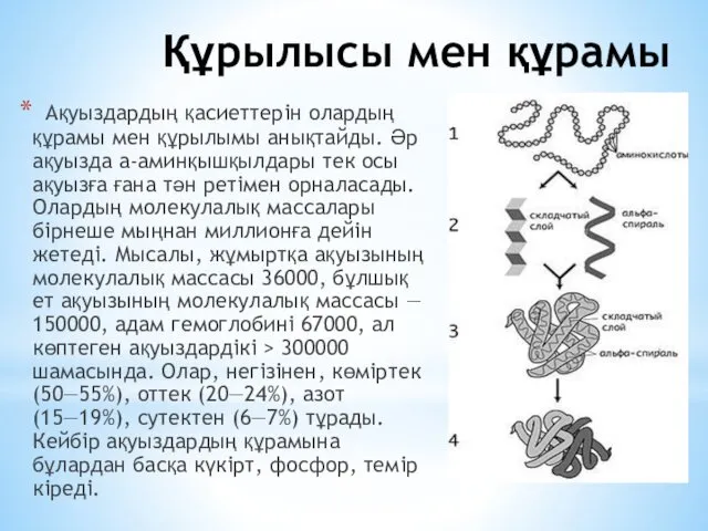 Құрылысы мен құрамы Ақуыздардың қасиеттерін олардың құрамы мен құрылымы анықтайды.