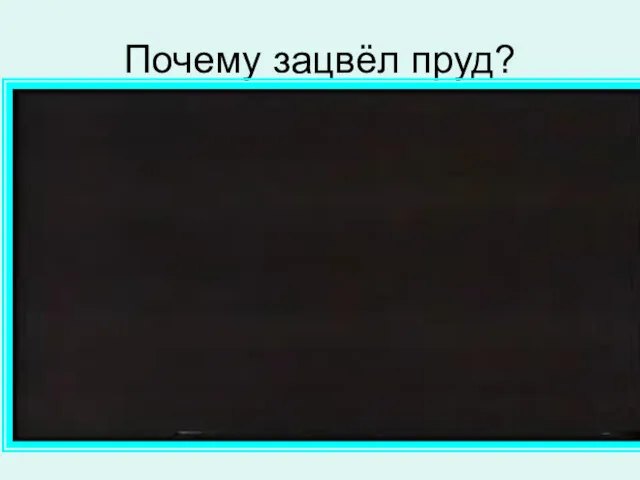 Почему зацвёл пруд?