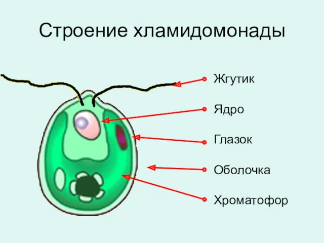 Строение хламидомонады