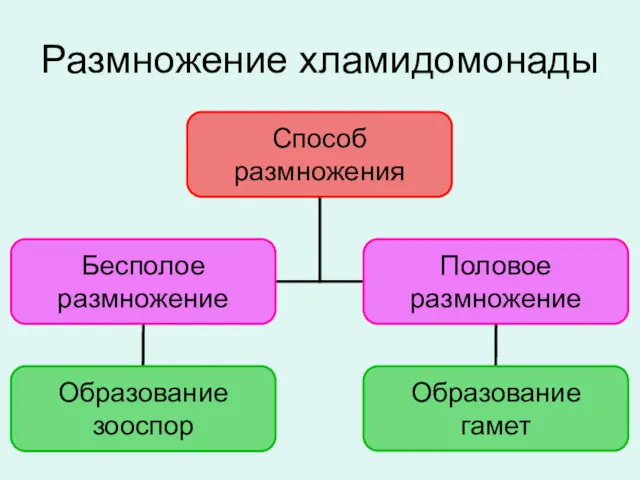 Размножение хламидомонады