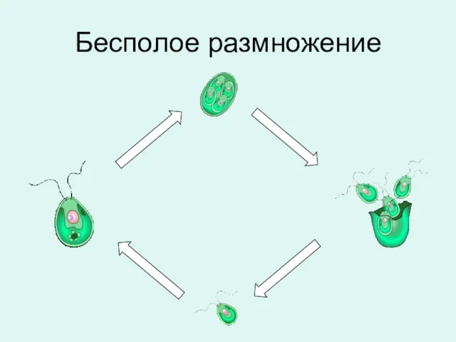 Бесполое размножение