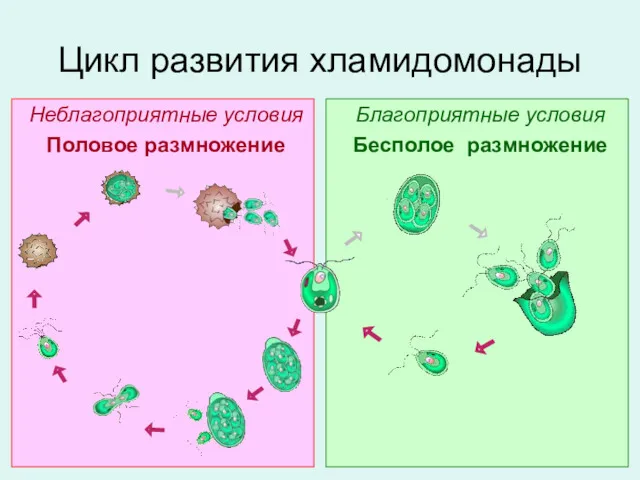 Цикл развития хламидомонады Неблагоприятные условия Половое размножение Благоприятные условия Бесполое размножение