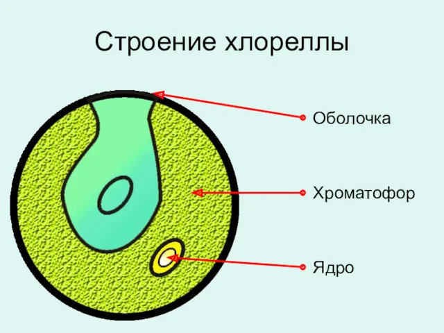 Строение хлореллы