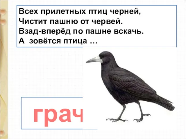 Всех прилетных птиц черней, Чистит пашню от червей. Взад-вперёд по