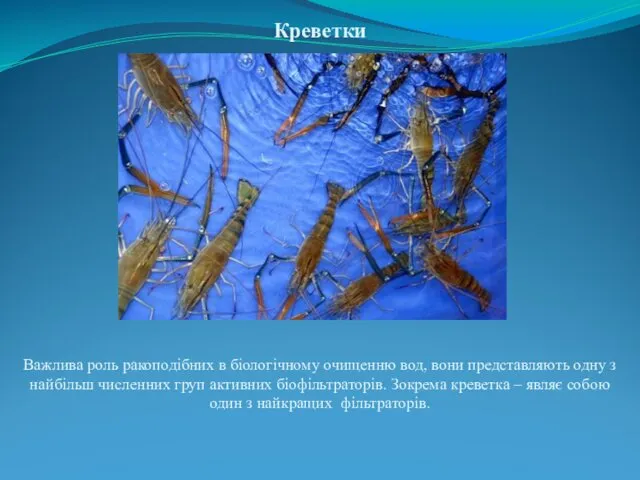 Креветки Важлива роль ракоподібних в біологічному очищенню вод, вони представляють