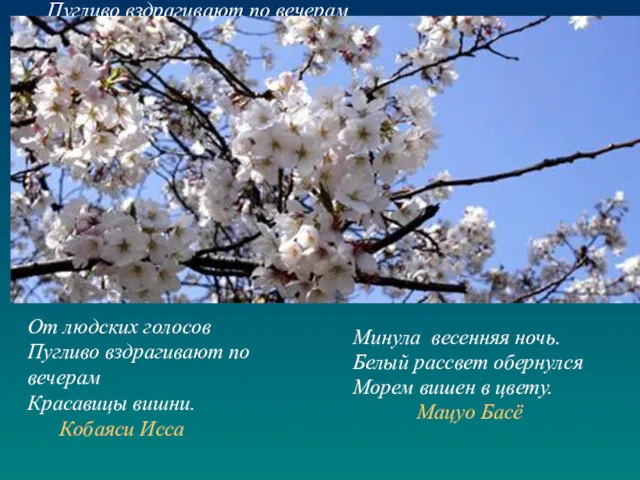 От людских голосов Пугливо вздрагивают по вечерам Красавицы вишни. Кобаяси Исса Минула весенняя