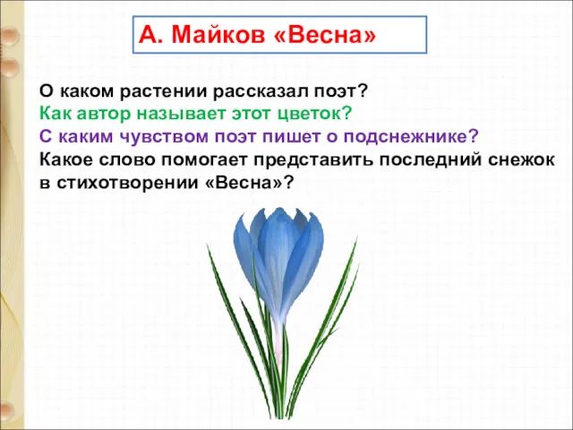 А. Майков «Весна» О каком растении рассказал поэт? Как автор