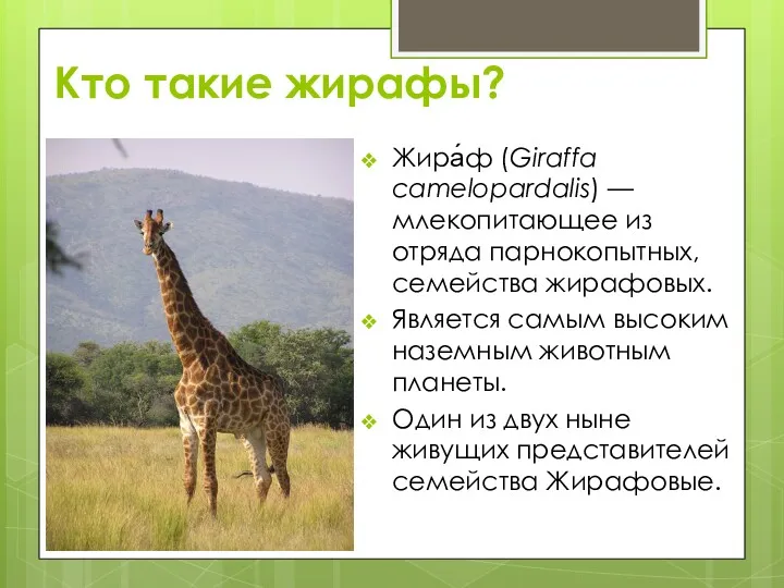 Кто такие жирафы? Жира́ф (Giraffa camelopardalis) — млекопитающее из отряда