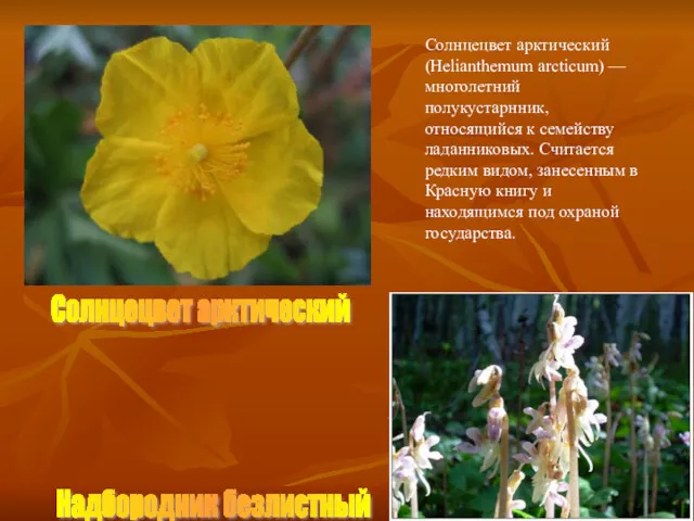 Солнцецвет арктический Солнцецвет арктический (Helianthemum arcticum) — многолетний полукустарнник, относящийся