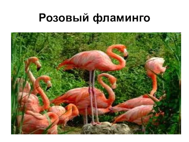 Розовый фламинго