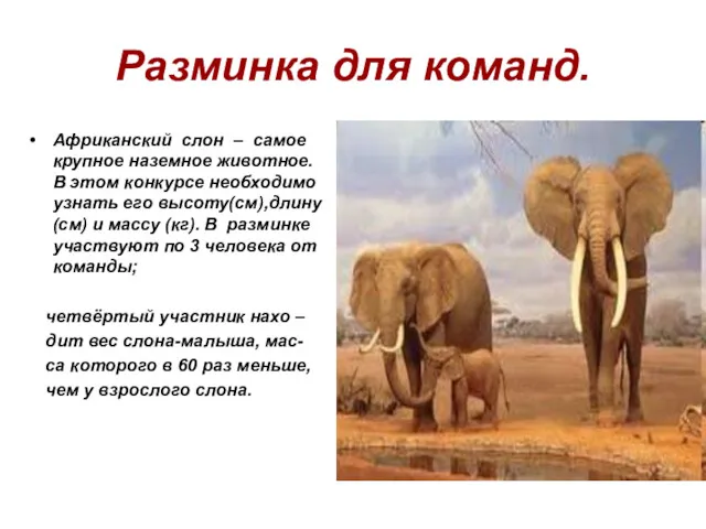 Разминка для команд. Африканский слон – самое крупное наземное животное.