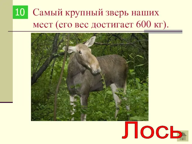 Самый крупный зверь наших мест (его вес достигает 600 кг). 10 Лось