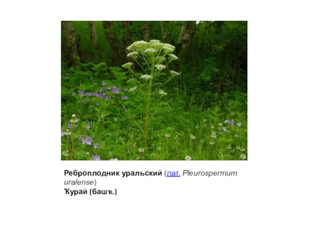 Реброплодник уральский (лат. Pleurospermum uralense) Ҡурай (башҡ.)