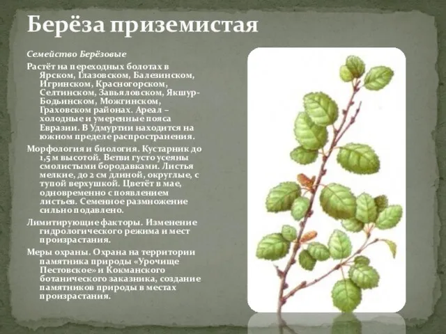 Семейство Берёзовые Растёт на переходных болотах в Ярском, Глазовском, Балезинском,