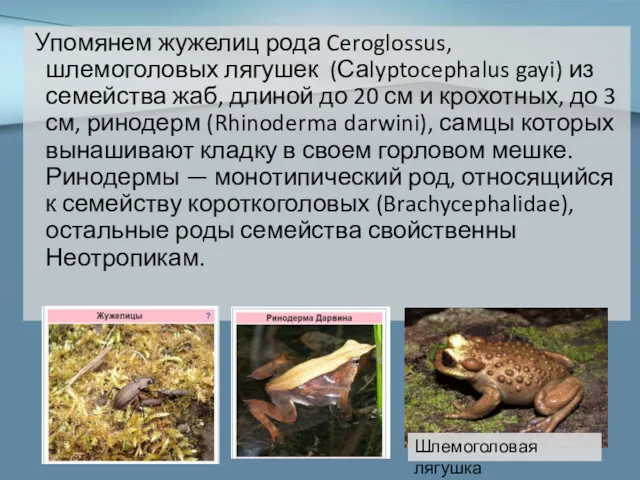 Упомянем жужелиц рода Ceroglossus, шлемоголовых лягушек (Саlyptocephalus gayi) из семейства