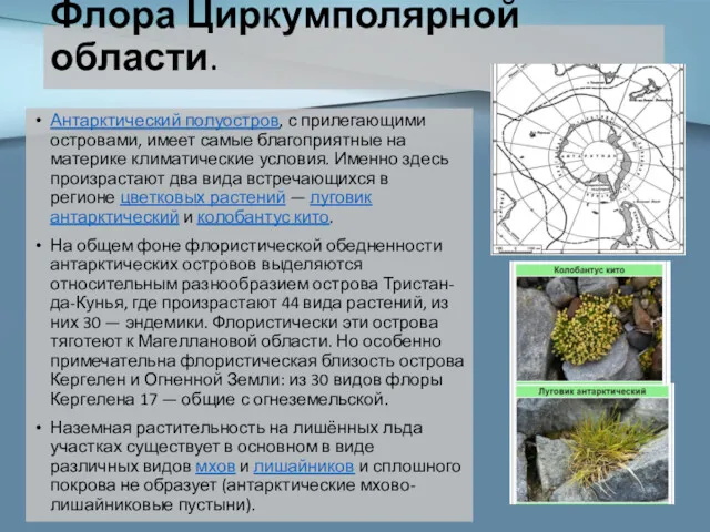 Флора Циркумполярной области. Антарктический полуостров, с прилегающими островами, имеет самые