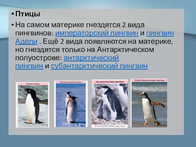 Птицы На самом материке гнездятся 2 вида пингвинов: императорский пингвин