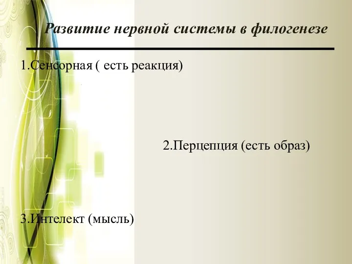 Развитие нервной системы в филогенезе 1.Сенсорная ( есть реакция) 3.Интелект (мысль) 2.Перцепция (есть образ)